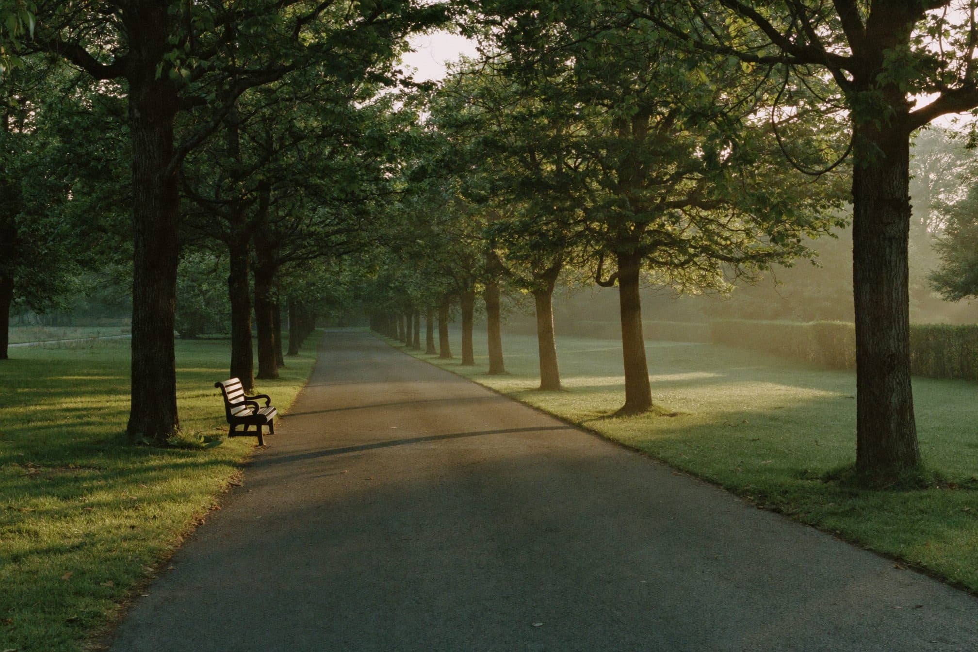 An empty tree-lined park path at dawn, low sun and long shadows, mist over the grass