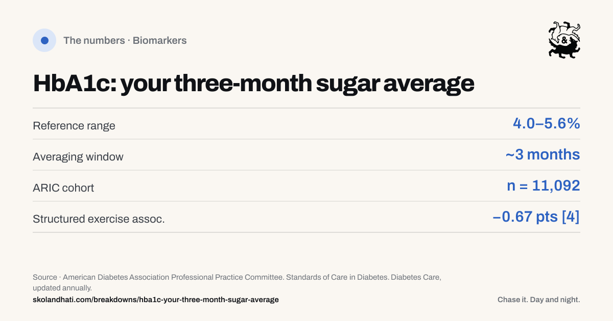 The numbers — HbA1c: your three-month sugar average. Reference range: 4.0–5.6%. Averaging window: ~3 months. ARIC cohort: n = 11,092. Structured exercise assoc.: −0.67 pts [4]. Source: American Diabetes Association Professional Practice Committee. Standards of Care in Diabetes.