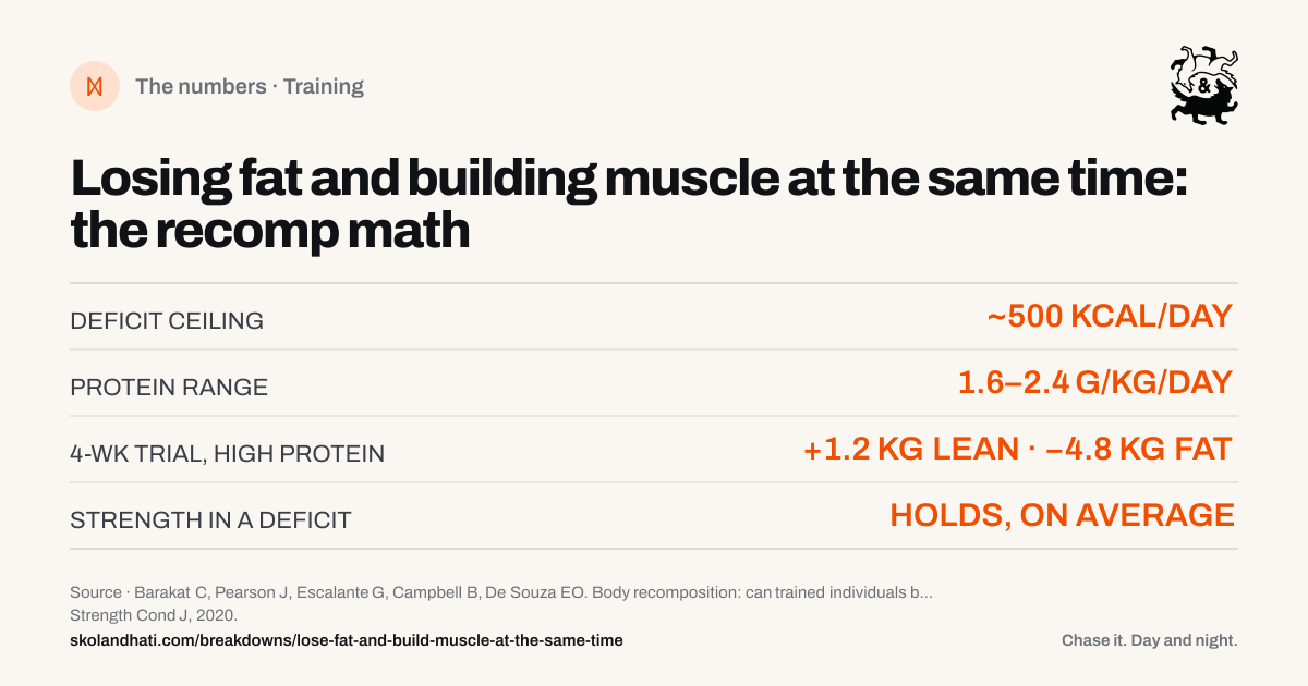 The numbers — Losing fat and building muscle at the same time: the recomp math. DEFICIT CEILING: ~500 KCAL/DAY. PROTEIN RANGE: 1.6–2.4 G/KG/DAY. 4-WK TRIAL, HIGH PROTEIN: +1.2 KG LEAN · −4.8 KG FAT. STRENGTH IN A DEFICIT: HOLDS, ON AVERAGE. Source: Barakat C, Pearson J, Escalante G, Campbell B, De Souza EO. Body recomposition: can trained individuals build muscle and lose fat at the same time?