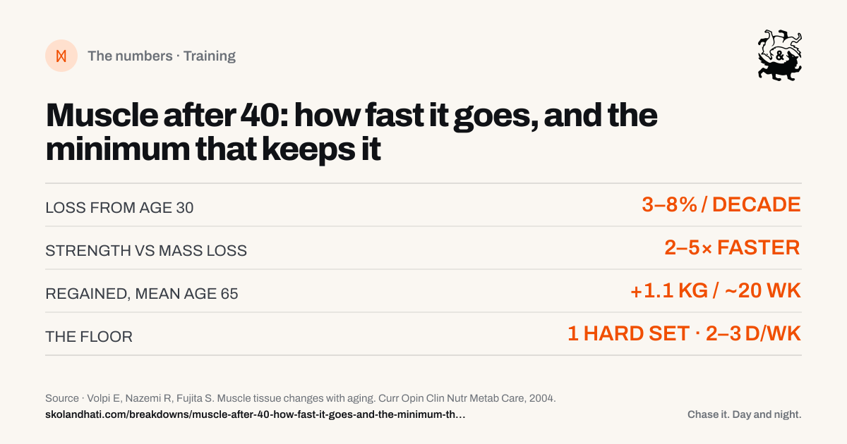 The numbers — Muscle after 40: how fast it goes, and the minimum that keeps it. LOSS FROM AGE 30: 3–8% / DECADE. STRENGTH VS MASS LOSS: 2–5× FASTER. REGAINED, MEAN AGE 65: +1.1 KG / ~20 WK. THE FLOOR: 1 HARD SET · 2–3 D/WK. Source: Volpi E, Nazemi R, Fujita S. Muscle tissue changes with aging.